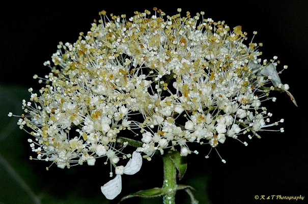 {Hydrangea arborescens}